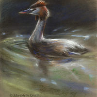 'Great crested grebe', 22x22 cm, pastel painting (for sale)