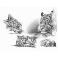 'Tigers', 50x60 cm, wildlife art drawing in charcoal [FOR SALE]